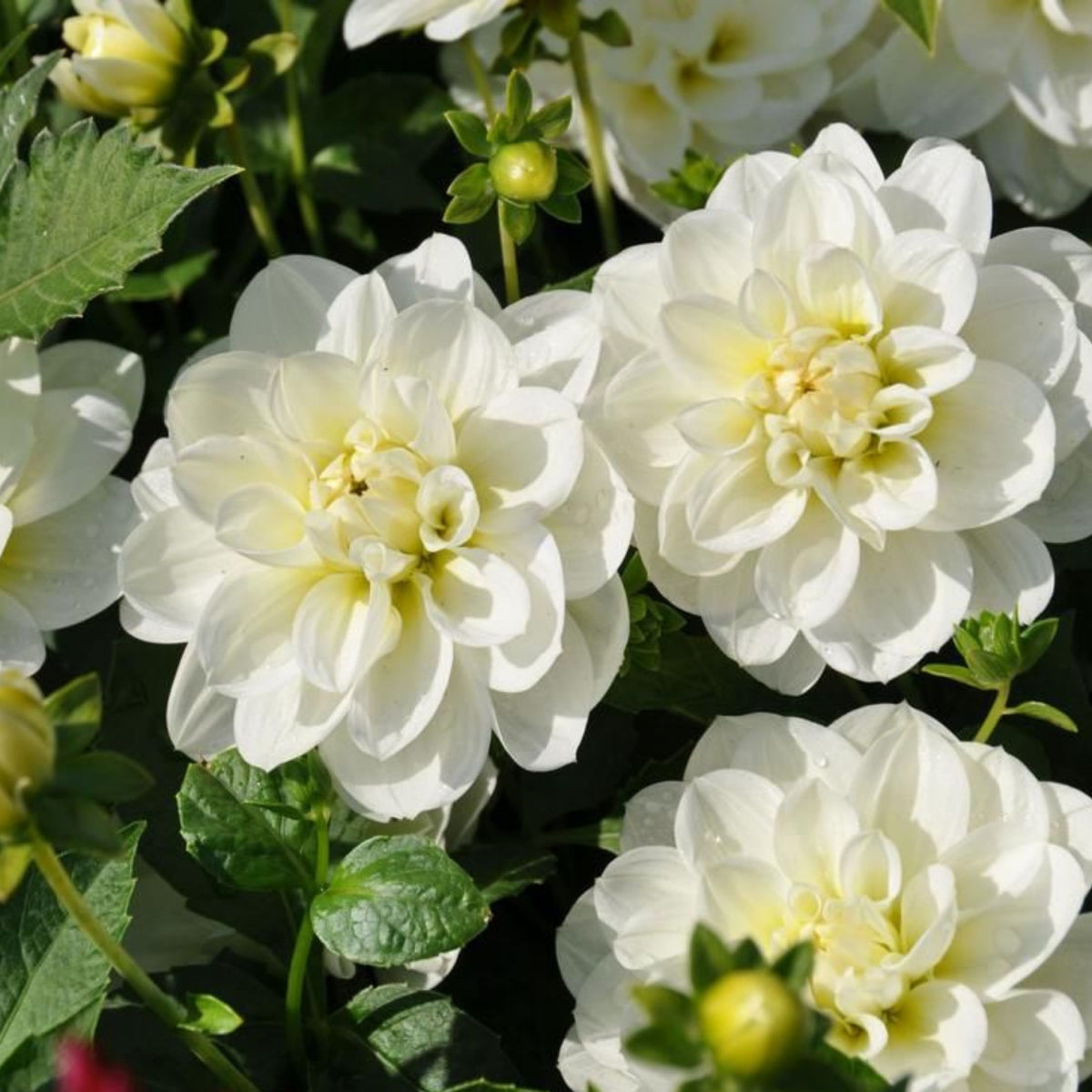 Cantarino Dahlia Perennial Seeds - Mixed Color Blooms, 40+ seeds