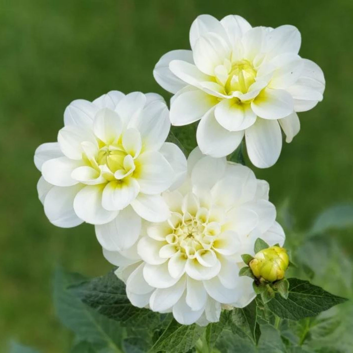 Cantarino Dahlia Perennial Seeds - Mixed Color Blooms, 40+ seeds