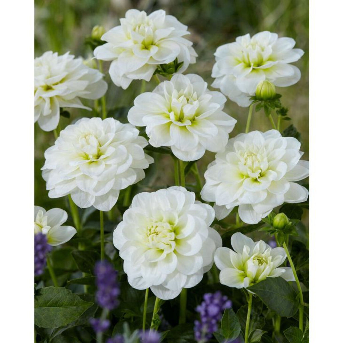 Cantarino Dahlia Perennial Seeds - Mixed Color Blooms, 40+ seeds