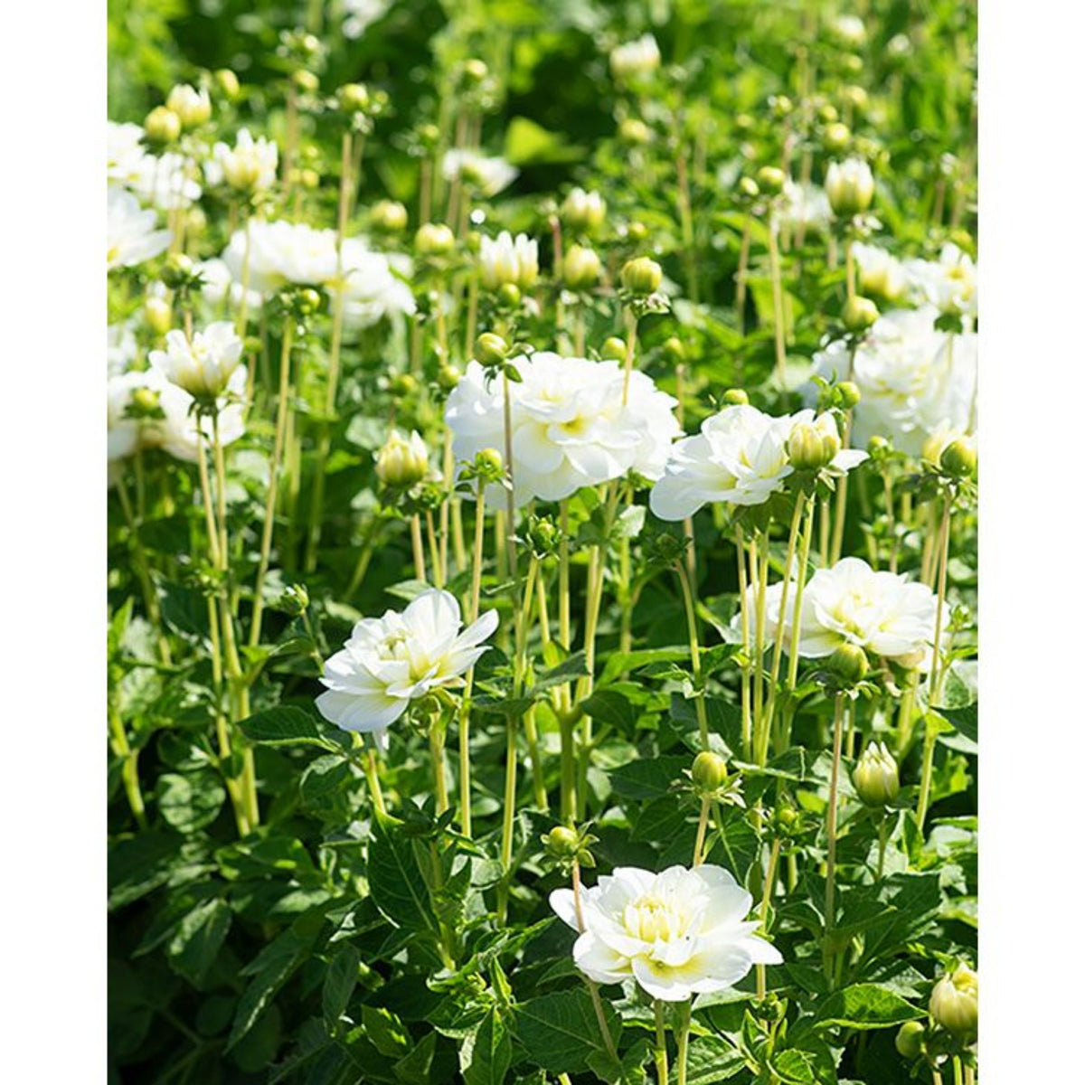 Cantarino Dahlia Perennial Seeds - Mixed Color Blooms, 40+ seeds
