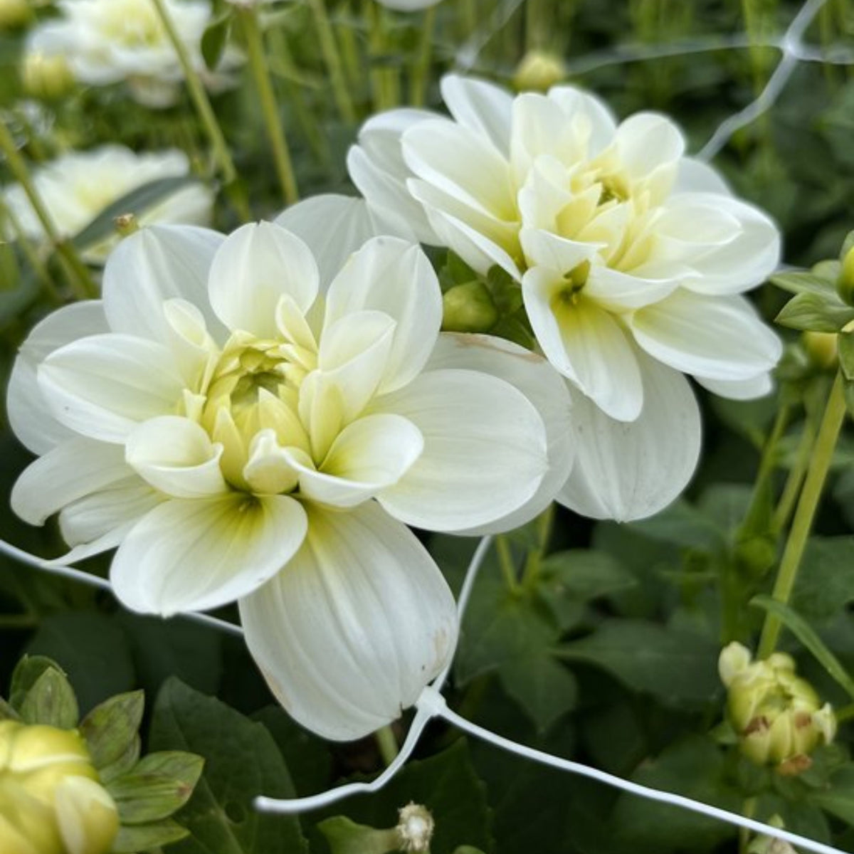 Cantarino Dahlia Perennial Seeds - Mixed Color Blooms, 40+ seeds