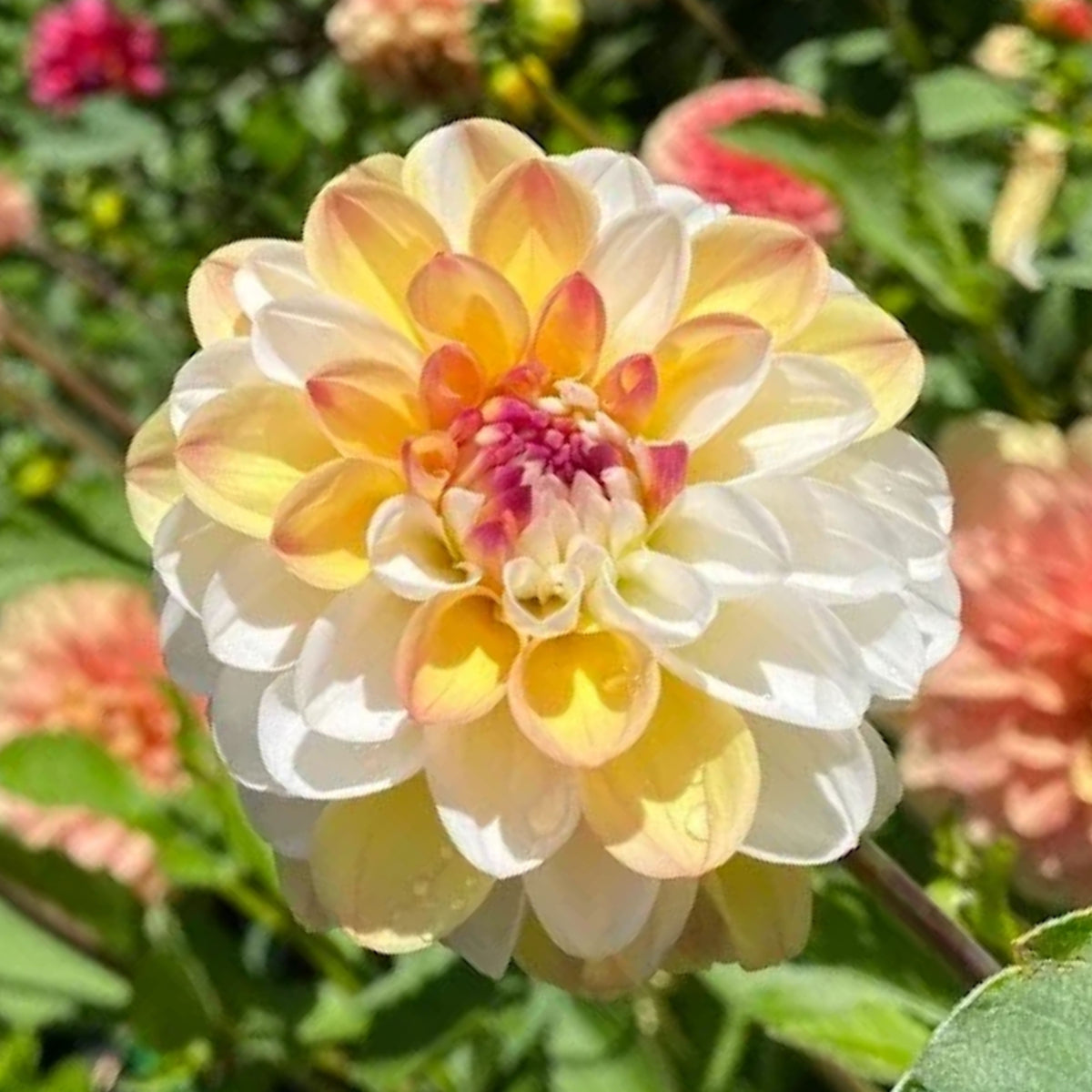 Decorative Double Jill Dahlia Seeds - Container, 40+ seeds