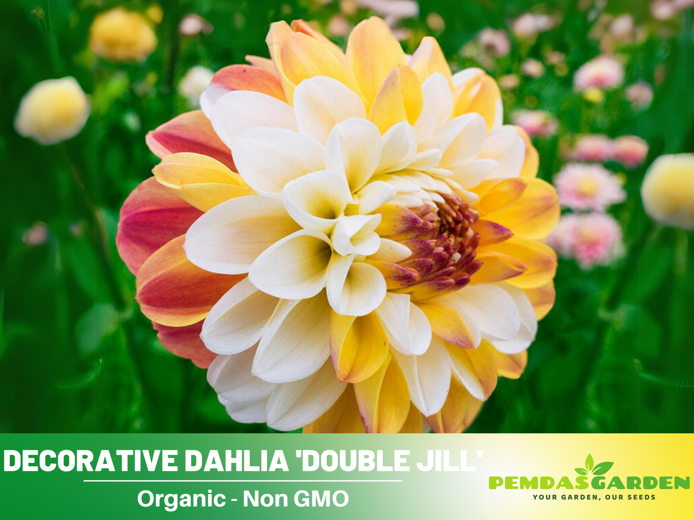 double dahlia seeds 40+ Seeds-Decorative Double Jill Dahlia Seeds- Authentic - Open-Pollinated - Organic - Heirloom - Flower Seeds - Container