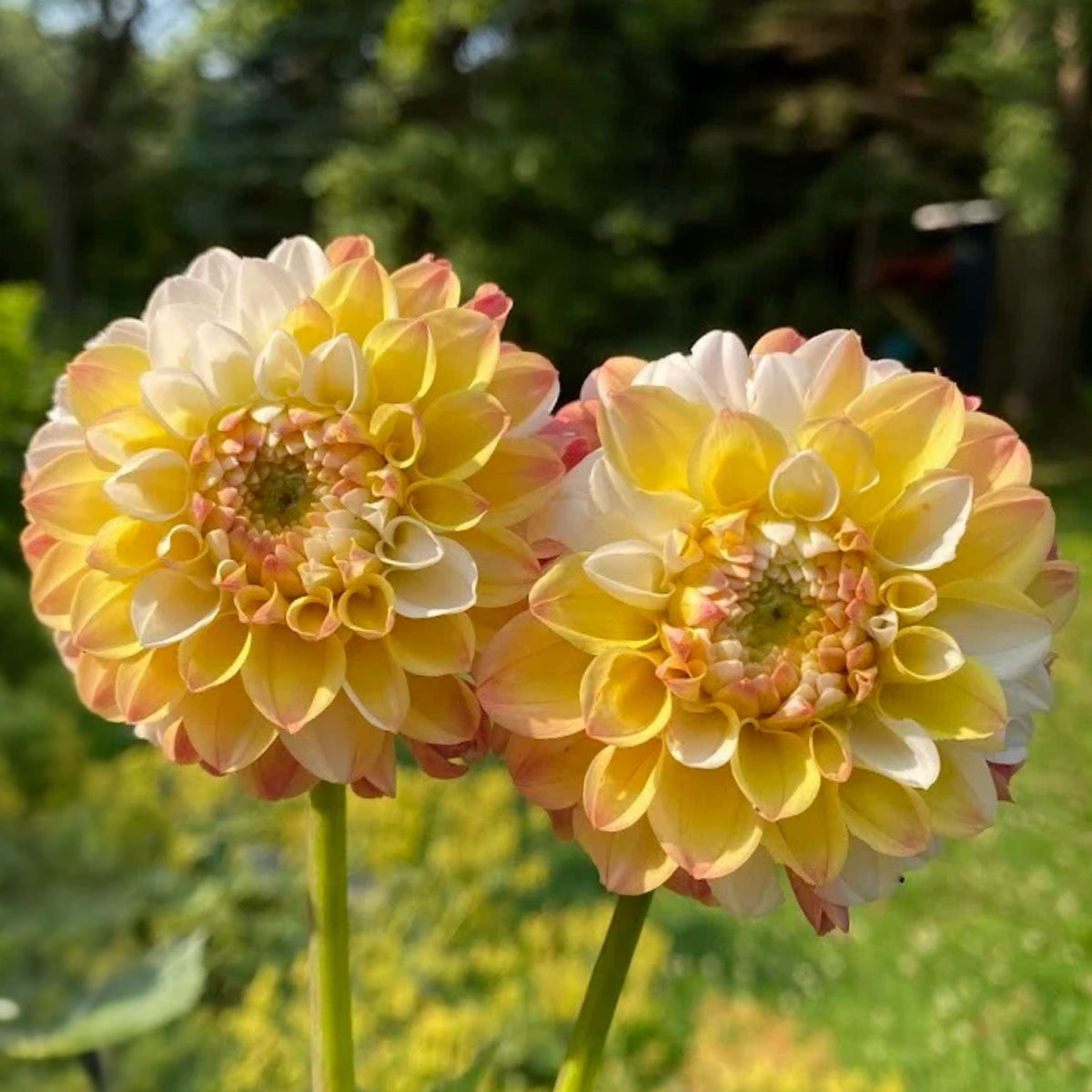 Decorative Double Jill Dahlia Seeds - Container, 40+ seeds