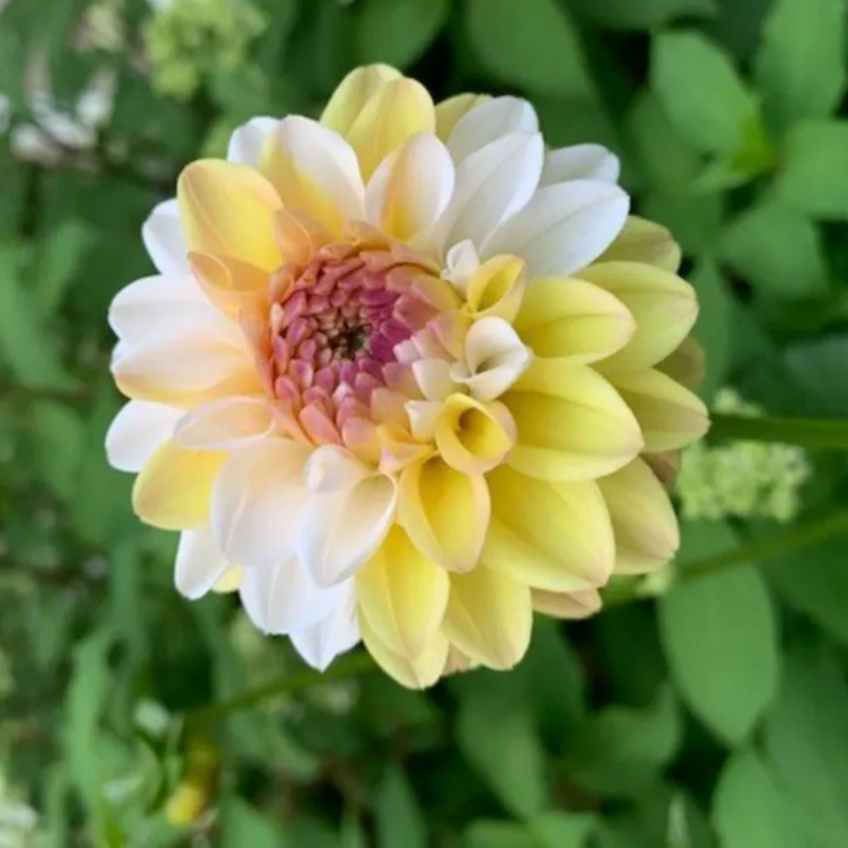 Decorative Double Jill Dahlia Seeds - Container, 40+ seeds