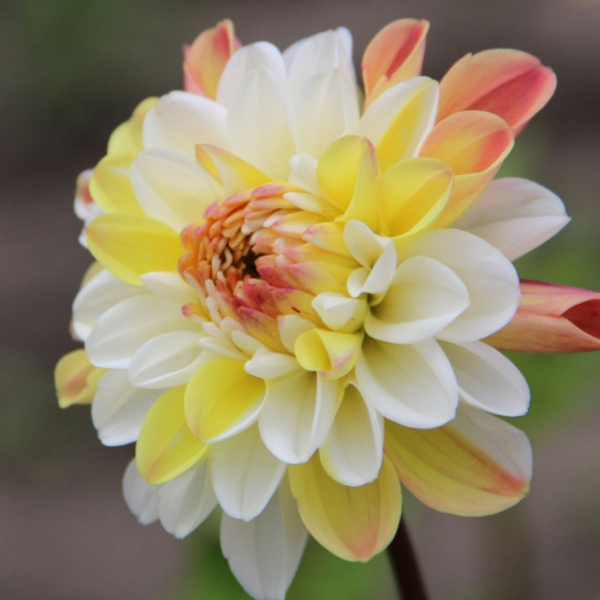 Decorative Double Jill Dahlia Seeds - Container, 40+ seeds