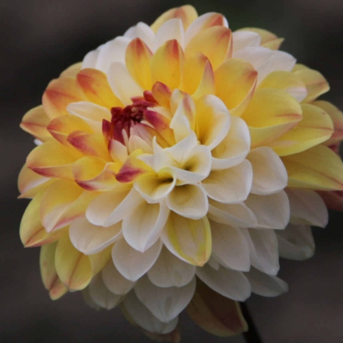 Decorative Double Jill Dahlia Seeds - Container, 40+ seeds