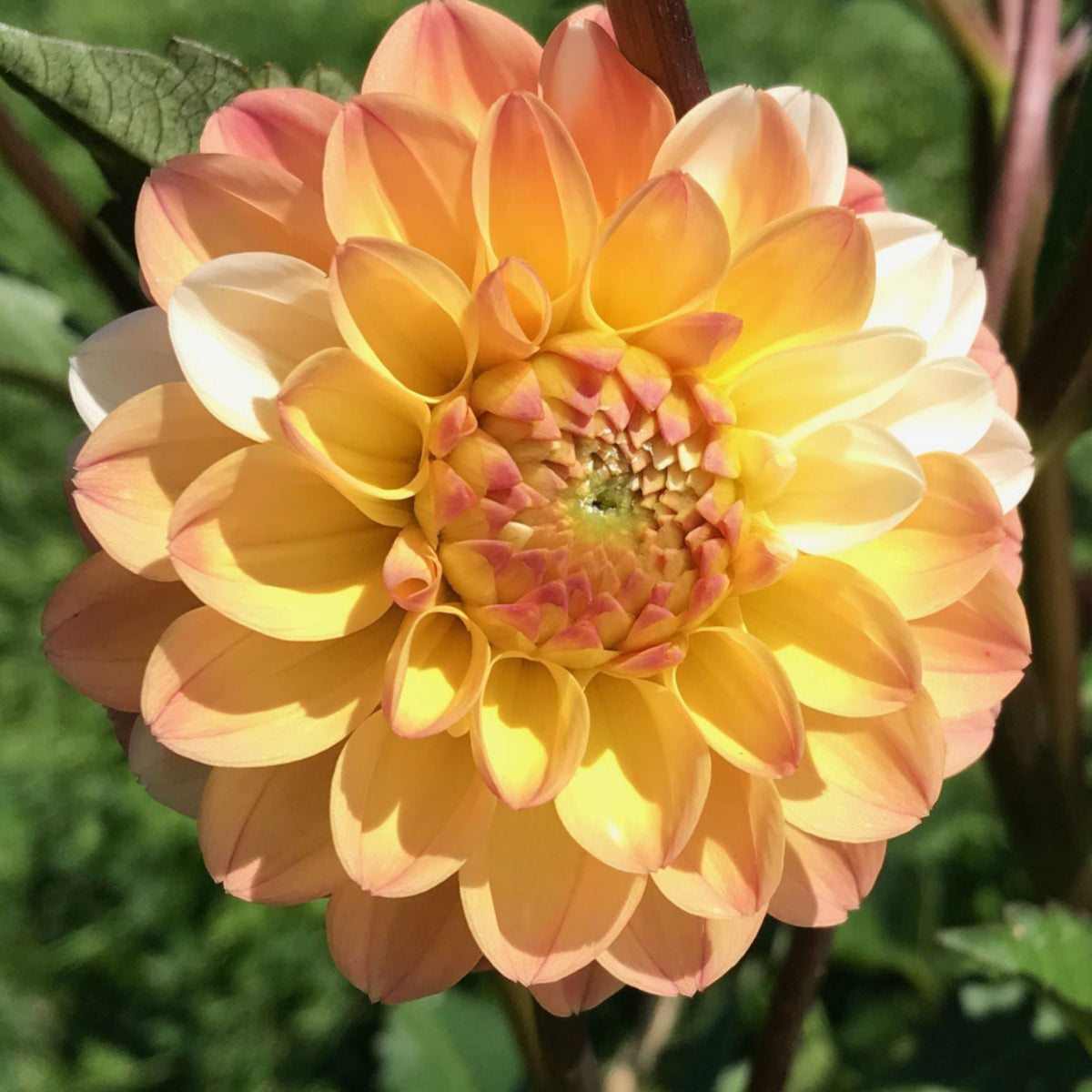 Decorative Double Jill Dahlia Seeds - Container, 40+ seeds