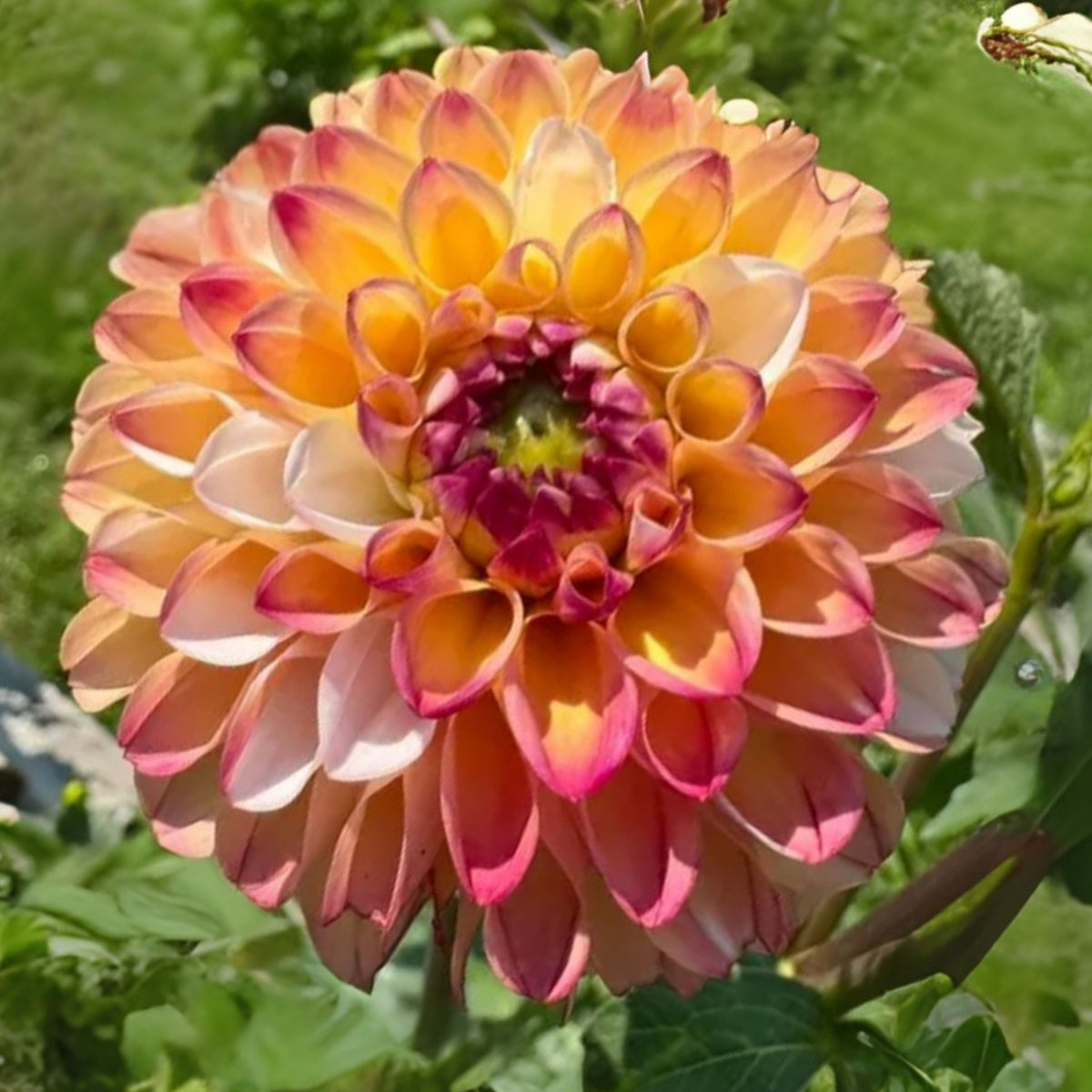 Decorative Double Jill Dahlia Seeds - Container, 40+ seeds