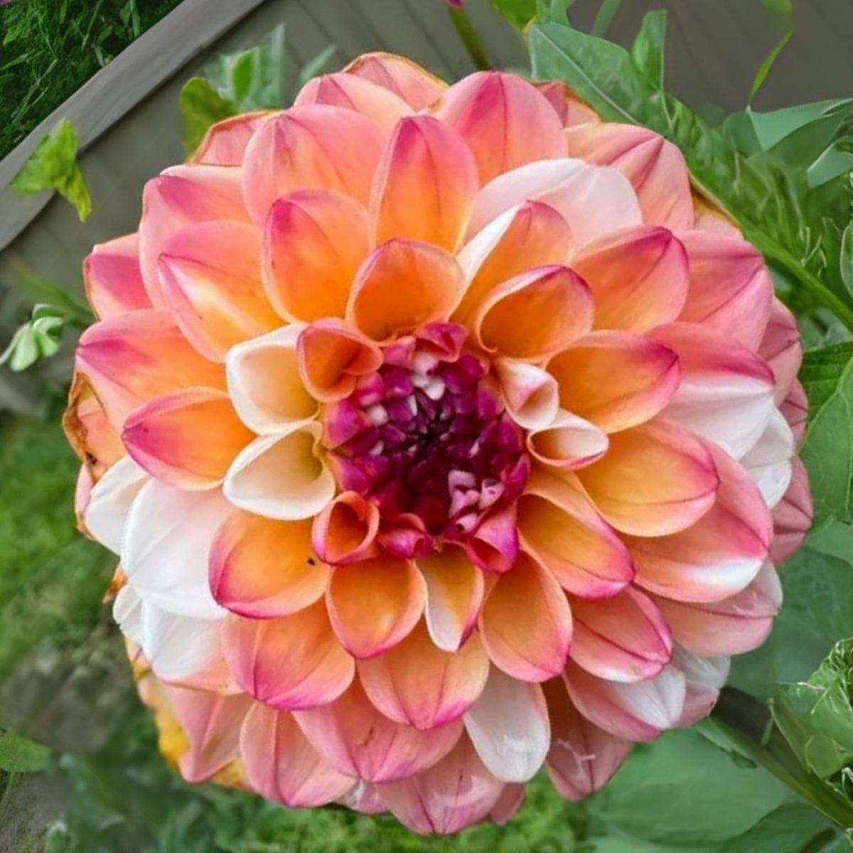 Decorative Double Jill Dahlia Seeds - Container, 40+ seeds