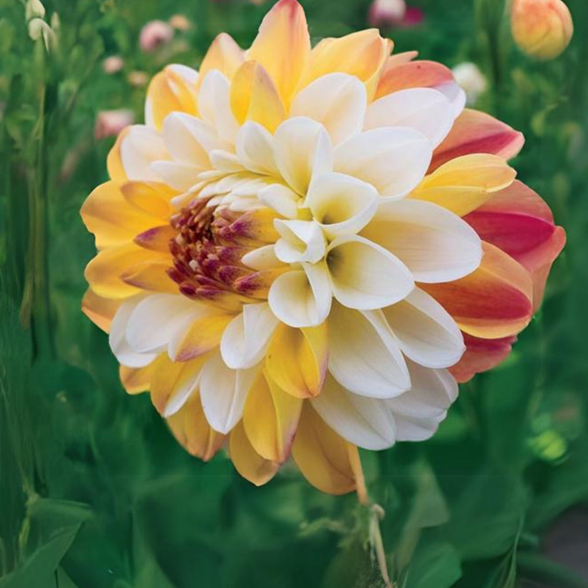Decorative Double Jill Dahlia Seeds - Container, 40+ seeds
