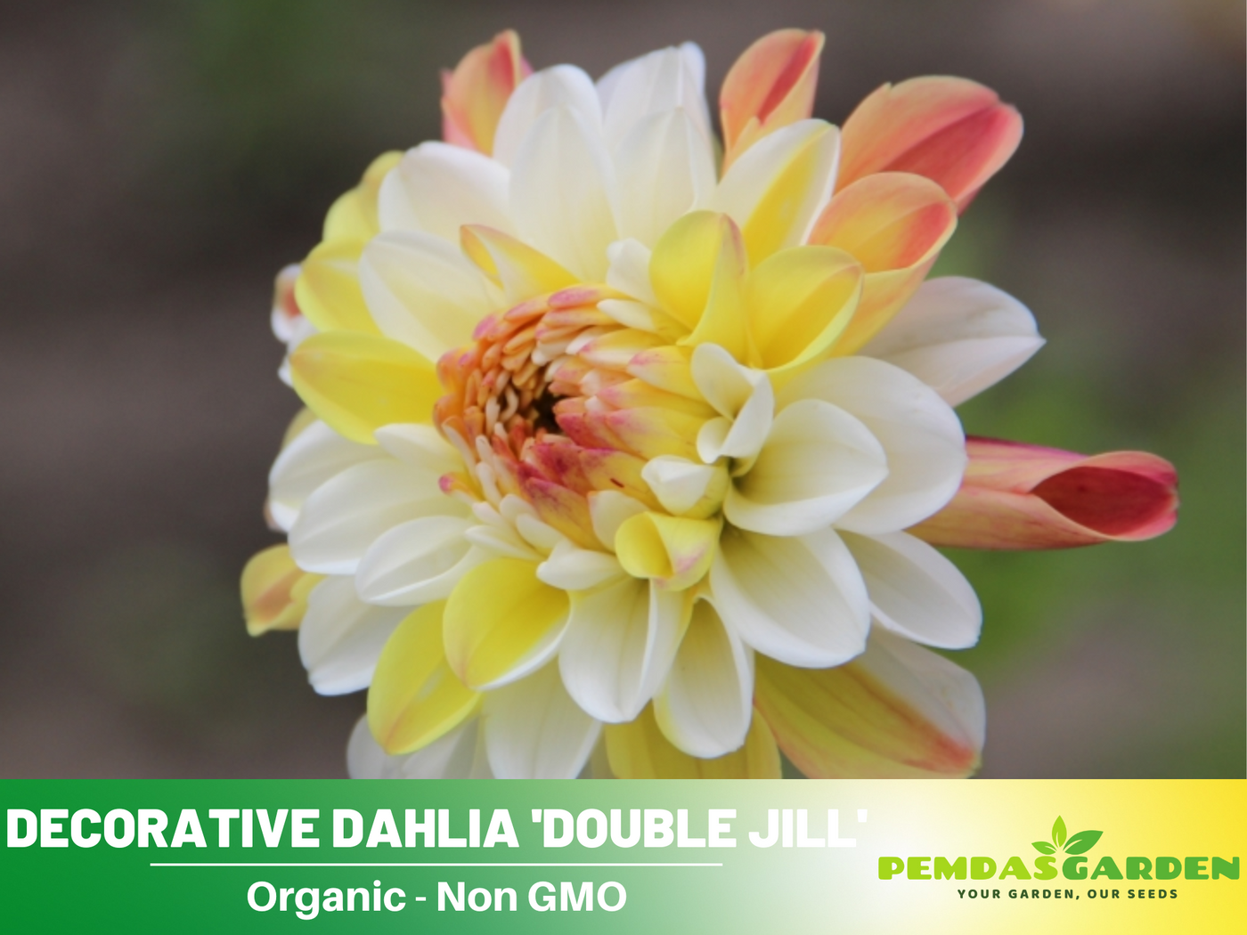 double dahlia seeds 40+ Seeds-Decorative Double Jill Dahlia Seeds- Authentic - Open-Pollinated - Organic - Heirloom - Flower Seeds - Container