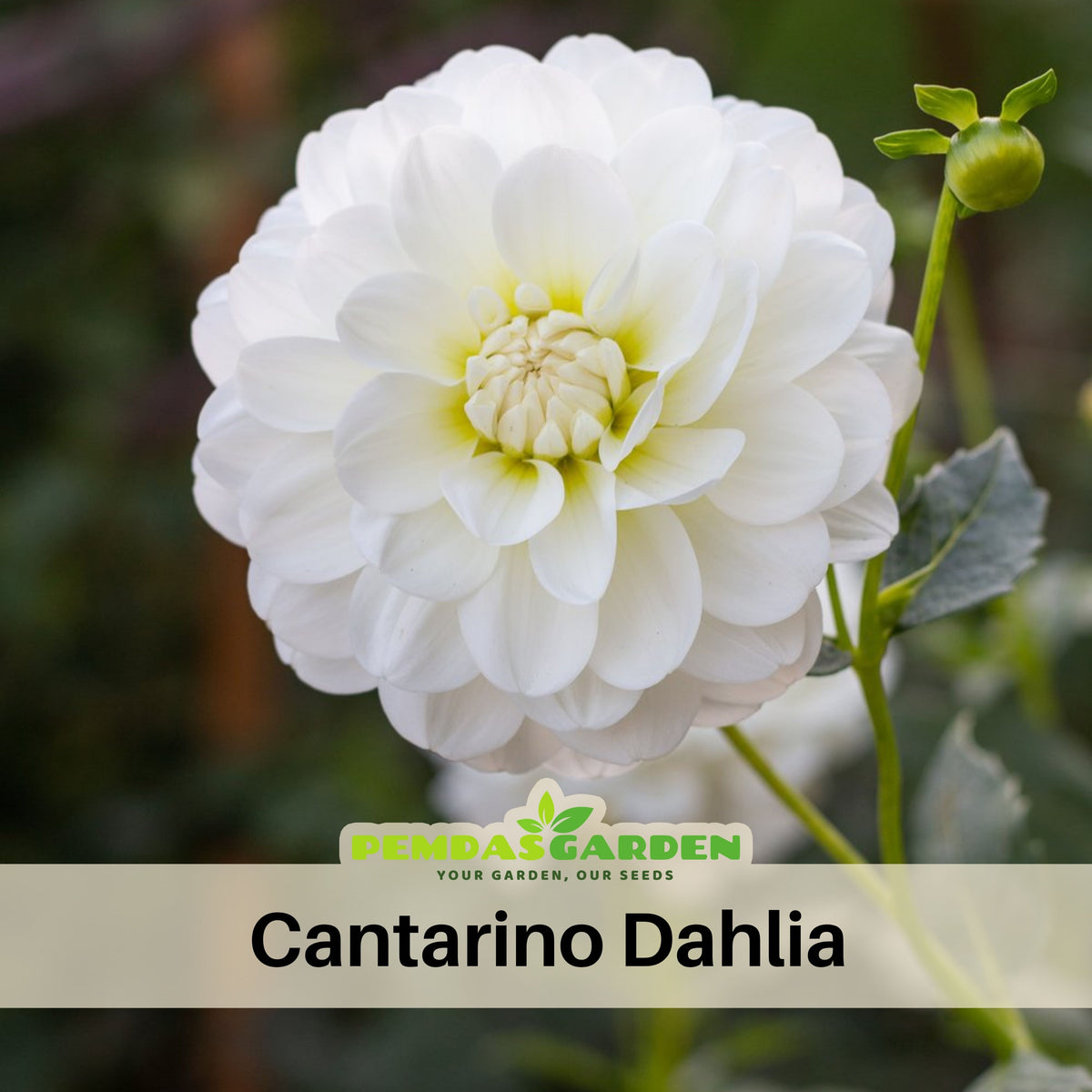 Cantarino Dahlia Perennial Seeds - Mixed Color Blooms, 40+ seeds