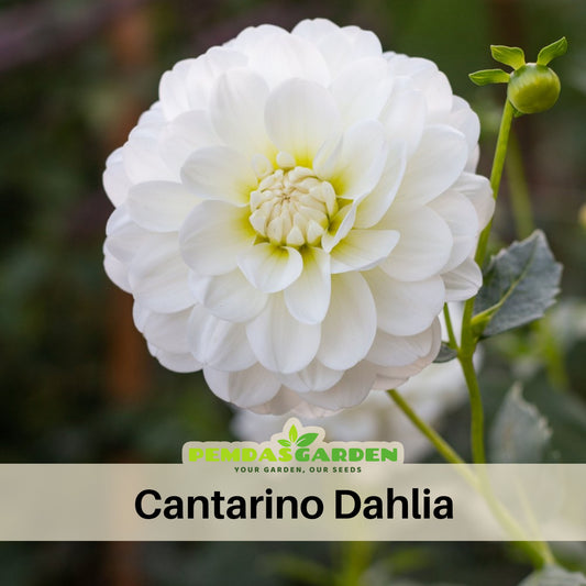 Cantarino Dahlia Perennial Seeds - Mixed Color Blooms, 40+ seeds
