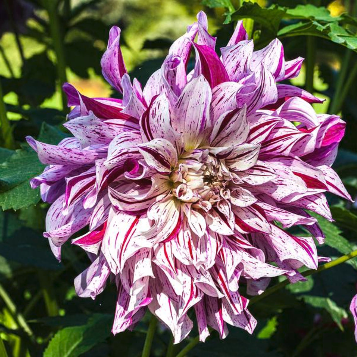 Bristol Stripe Dahlia Perennial Seeds - Mixed Color Blooms, 40+ seeds