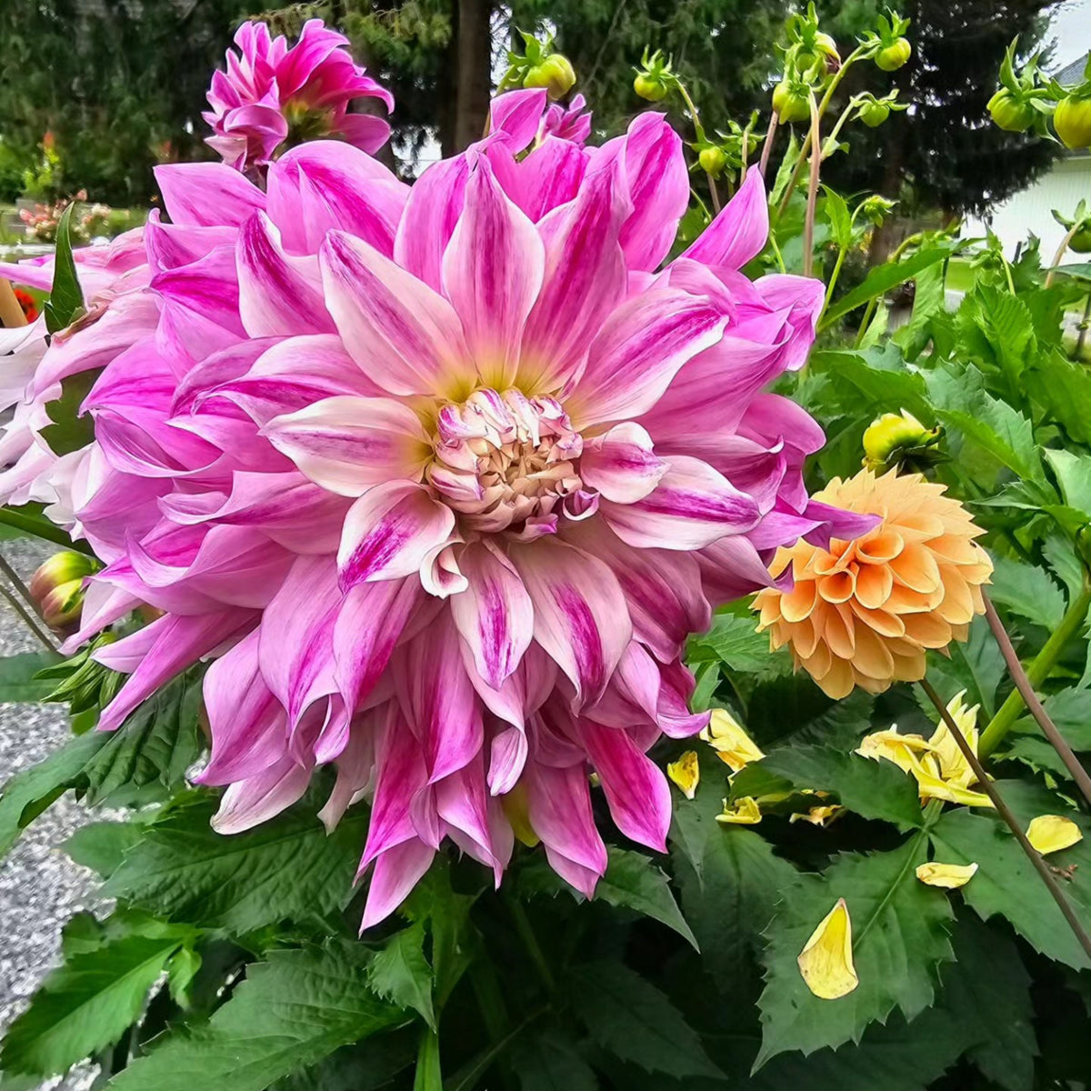 Bristol Stripe Dahlia Perennial Seeds - Mixed Color Blooms, 40+ seeds