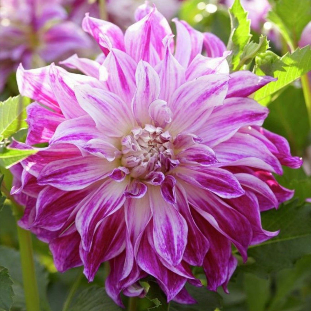 Bristol Stripe Dahlia Perennial Seeds - Mixed Color Blooms, 40+ seeds