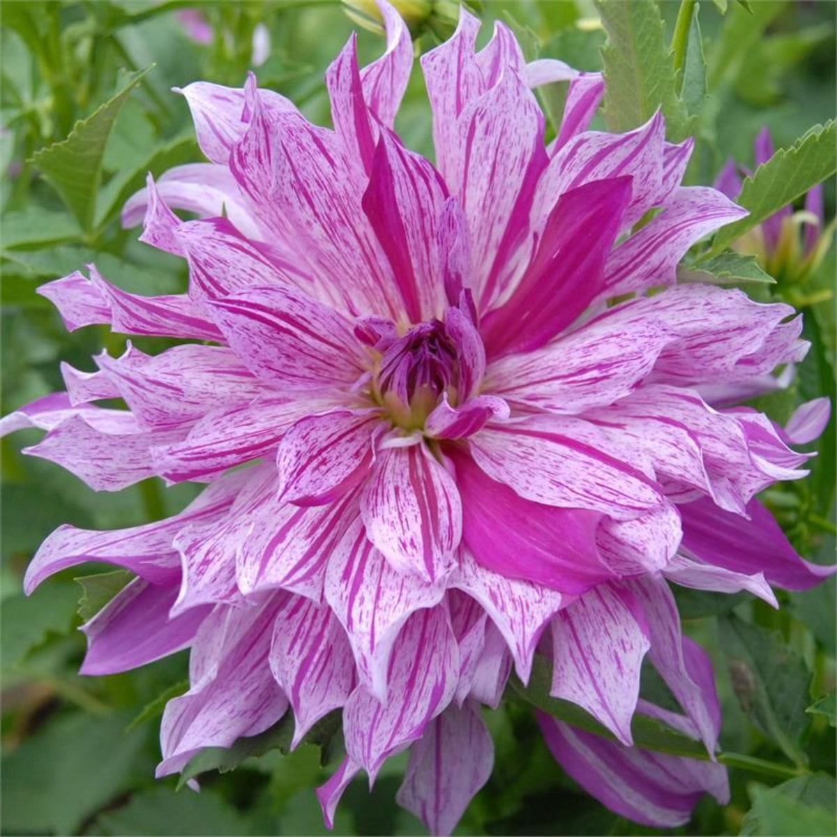 Bristol Stripe Dahlia Perennial Seeds - Mixed Color Blooms, 40+ seeds