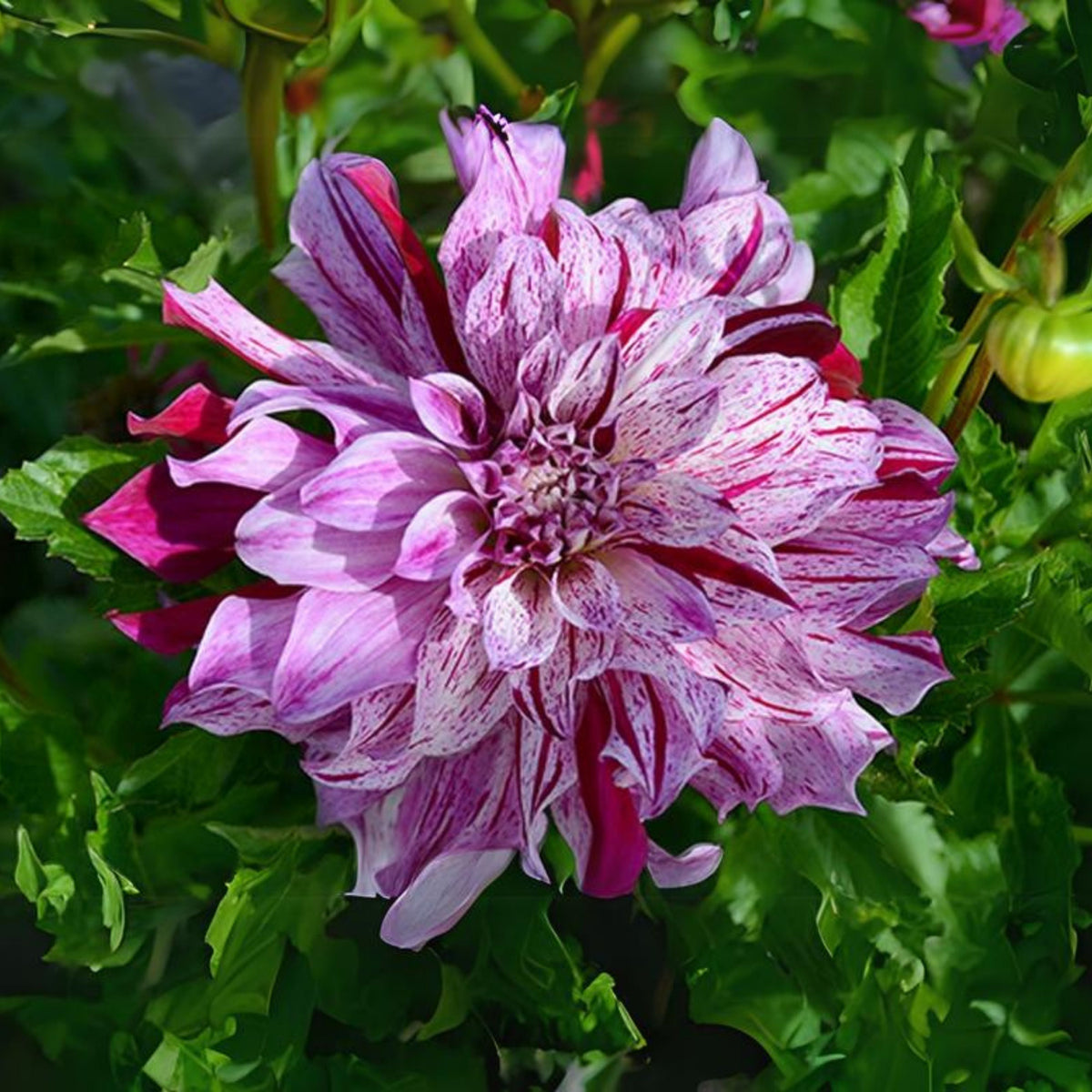 Bristol Stripe Dahlia Perennial Seeds - Mixed Color Blooms, 40+ seeds