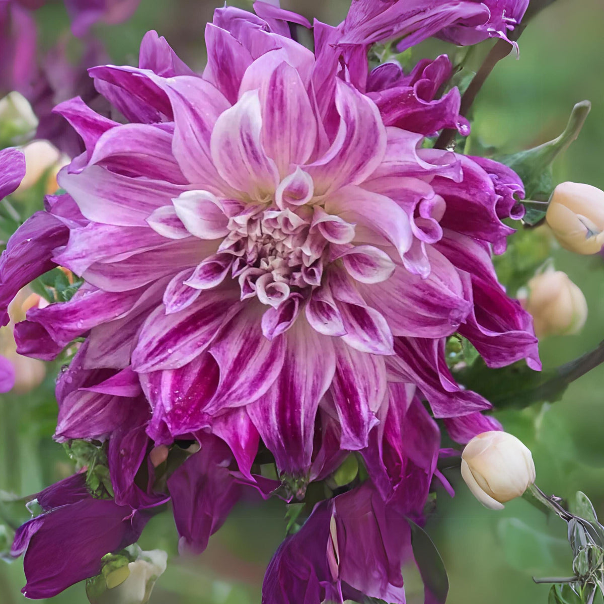 Bristol Stripe Dahlia Perennial Seeds - Mixed Color Blooms, 40+ seeds