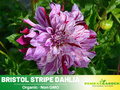 40+ Seeds|  Bristol Stripe Dahlia Perennial Seeds– Mixed Color Blooms, Fast Growing Annual Flowers, Ornamental Garden Seeds for Borders & Pots #D085