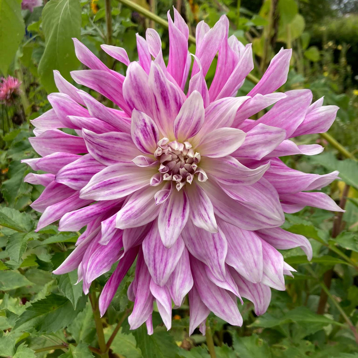Bristol Stripe Dahlia Perennial Seeds - Mixed Color Blooms, 40+ seeds