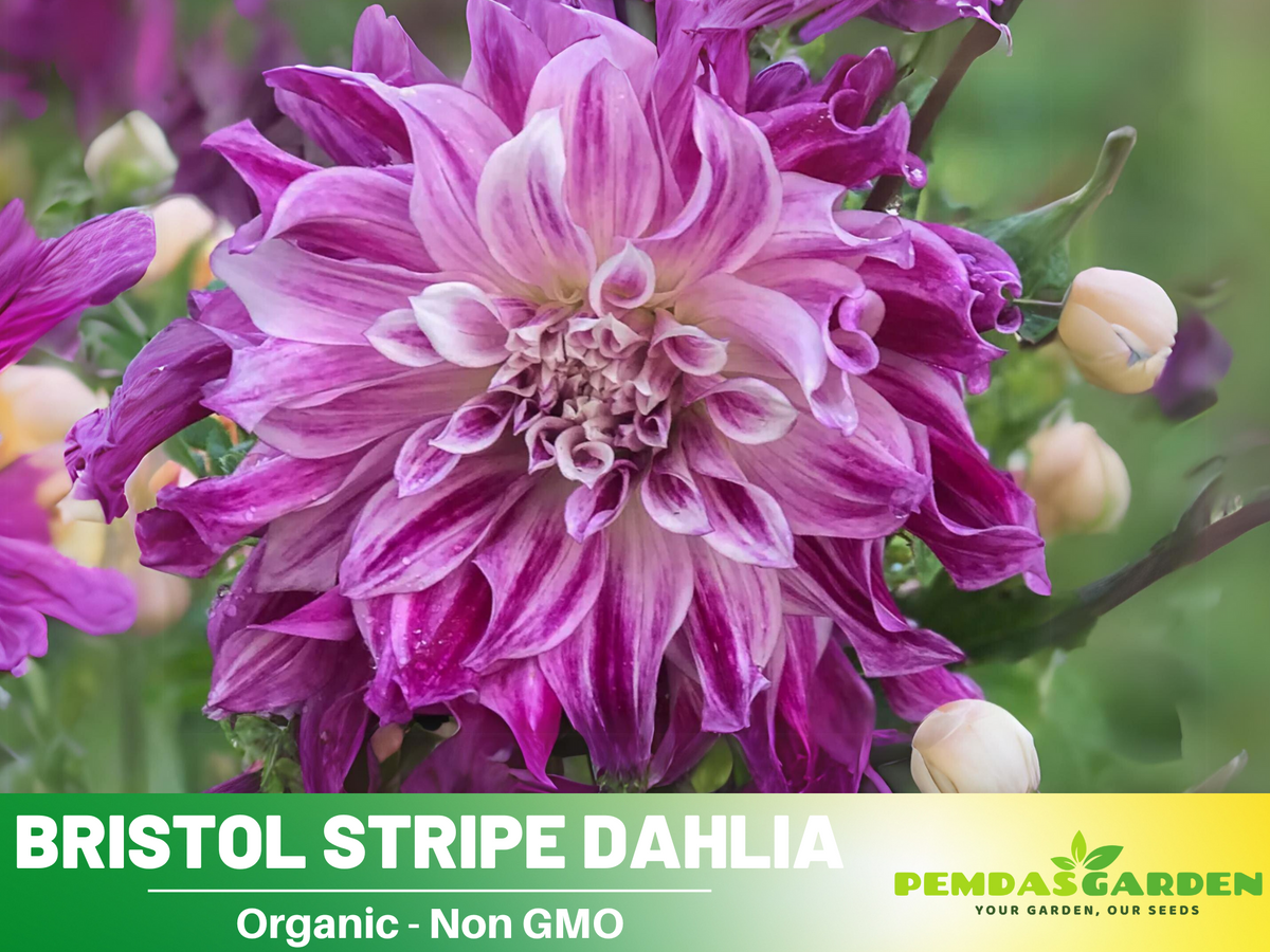 40+ Seeds|  Bristol Stripe Dahlia Perennial Seeds #D085