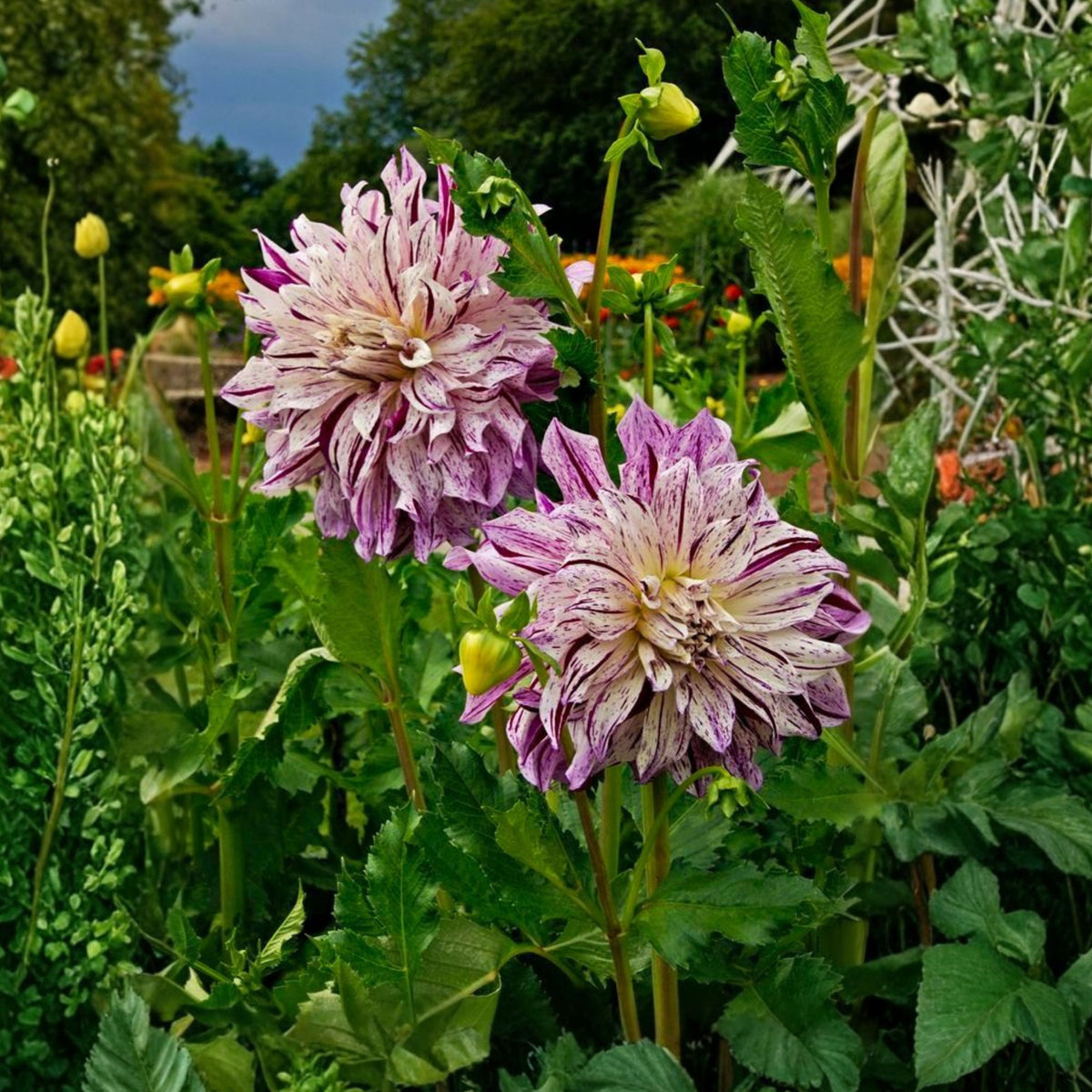 Bristol Stripe Dahlia Perennial Seeds - Mixed Color Blooms, 40+ seeds