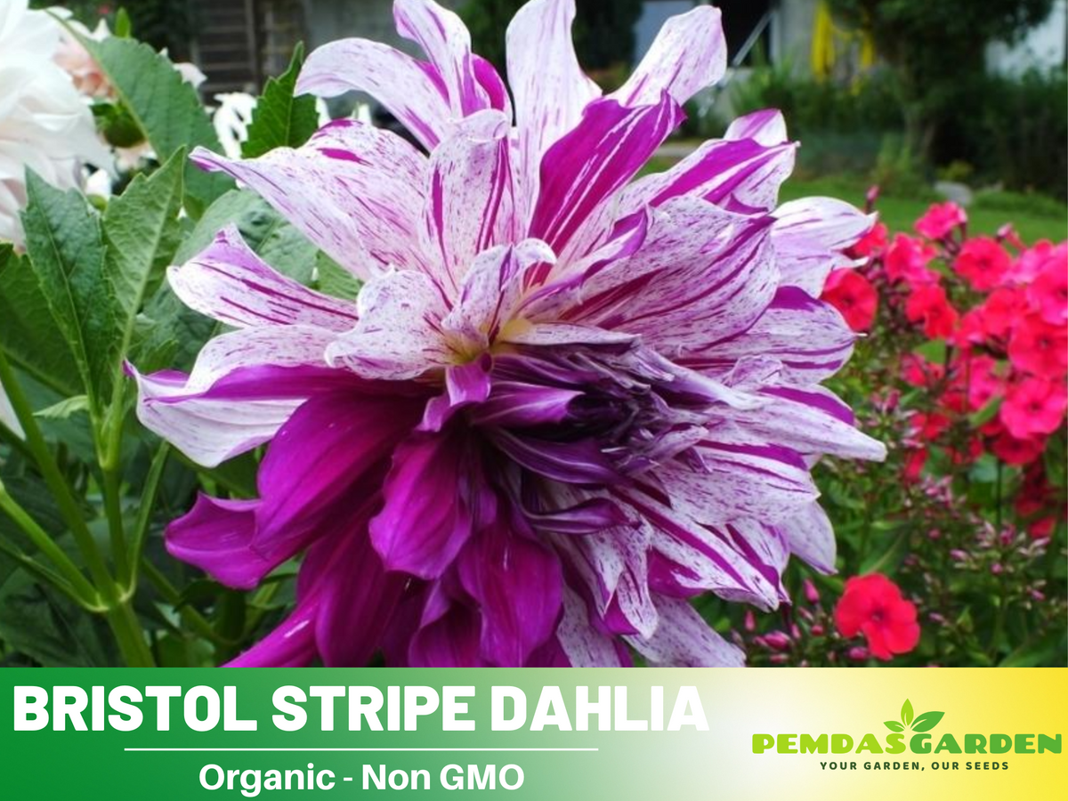 40+ Seeds|  Bristol Stripe Dahlia Perennial Seeds #D085