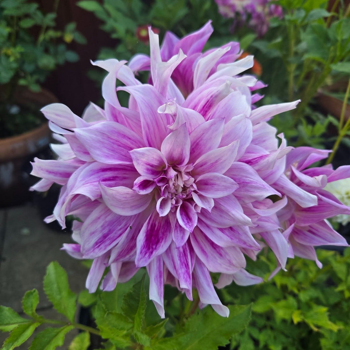 Bristol Stripe Dahlia Perennial Seeds - Mixed Color Blooms, 40+ seeds