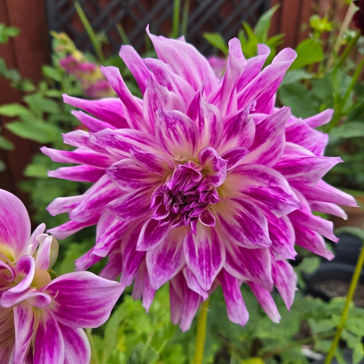 Bristol Stripe Dahlia Perennial Seeds - Mixed Color Blooms, 40+ seeds