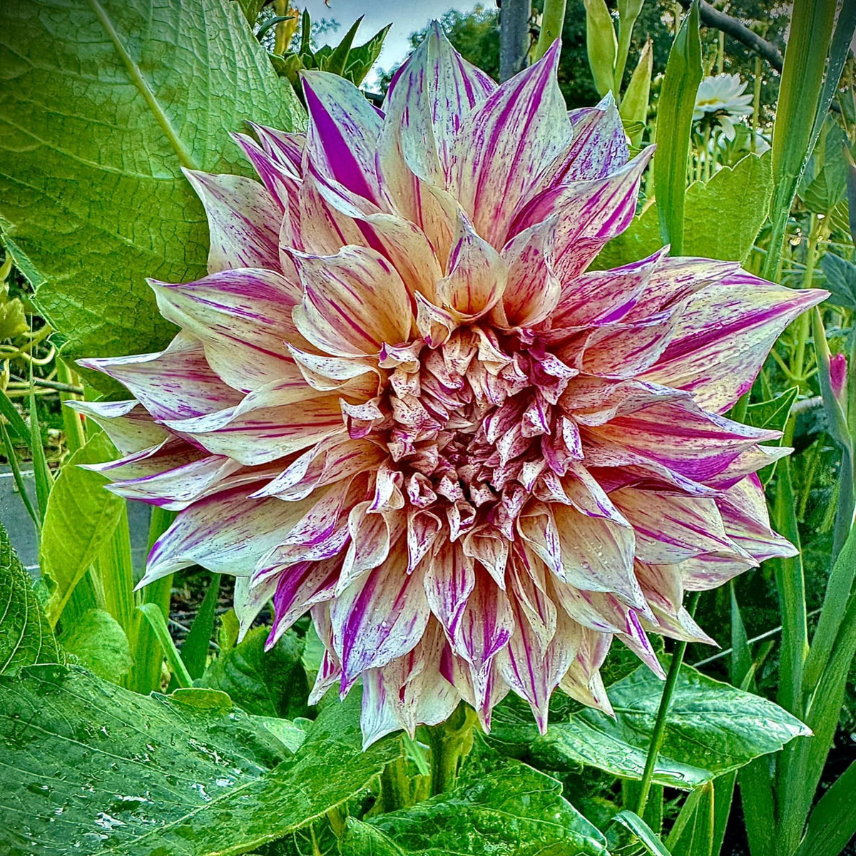Bristol Stripe Dahlia Perennial Seeds - Mixed Color Blooms, 40+ seeds