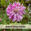 40+ Seeds|  Bristol Stripe Dahlia Perennial Seeds– Mixed Color Blooms, Fast Growing Annual Flowers, Ornamental Garden Seeds for Borders & Pots #D085