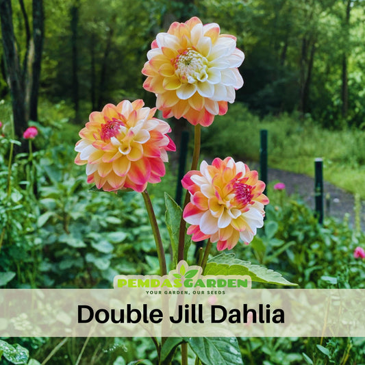 Decorative Double Jill Dahlia Seeds - Container, 40+ seeds