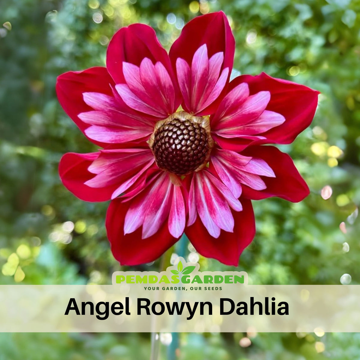 Angel Rowyn Dahlia Seeds - Colorful Garden Blooms, 40+ seeds