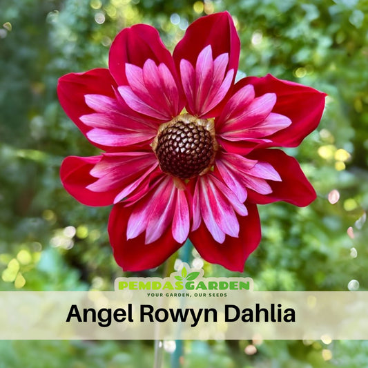 Angel Rowyn Dahlia Seeds - Colorful Garden Blooms, 40+ seeds
