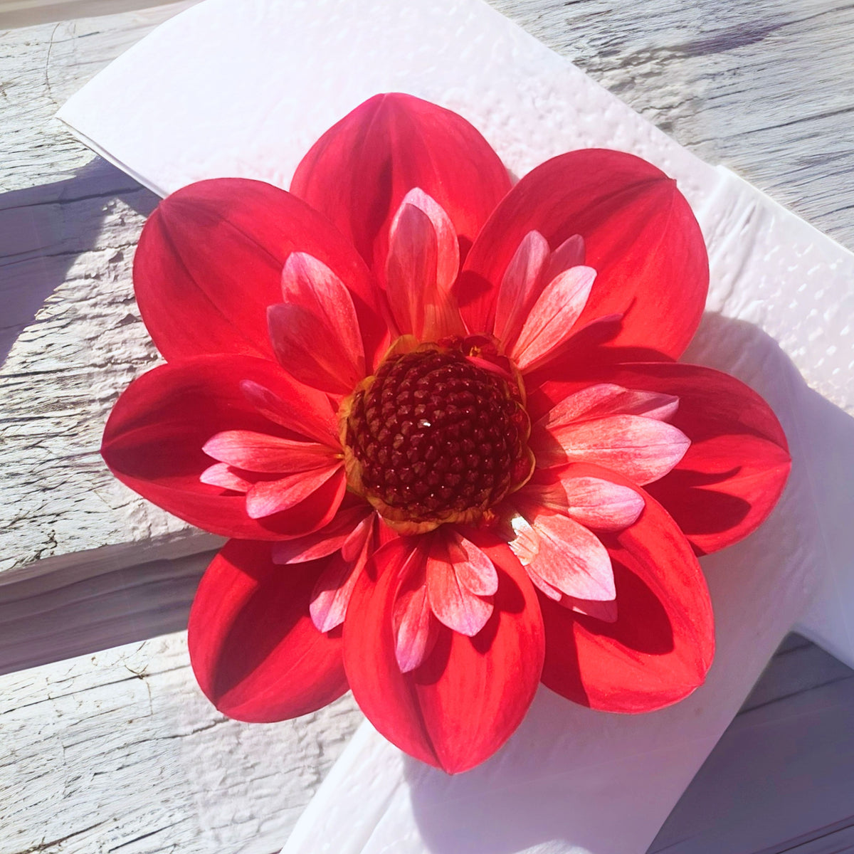 Angel Rowyn Dahlia Seeds - Colorful Garden Blooms, 40+ seeds