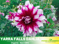 40+ Seeds| Yarra Falls Dahlia Seeds – Heirloom Dahlia Mix, Colorful Blooms for Garden Borders, Cut Flowers, Easy to Grow Annual Seeds#D086
