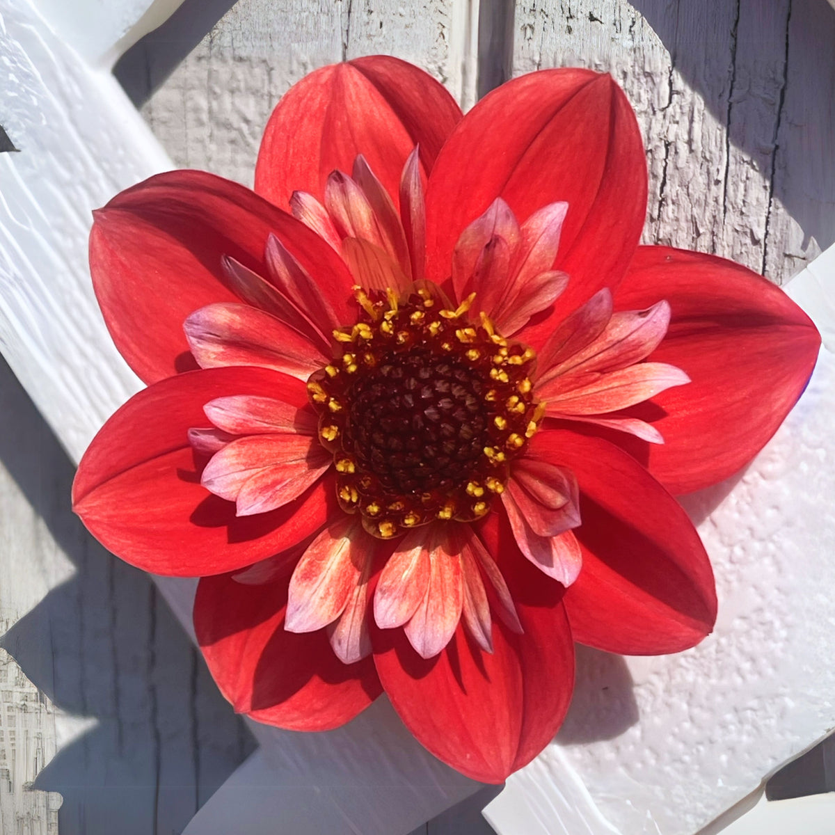 Angel Rowyn Dahlia Seeds - Colorful Garden Blooms, 40+ seeds