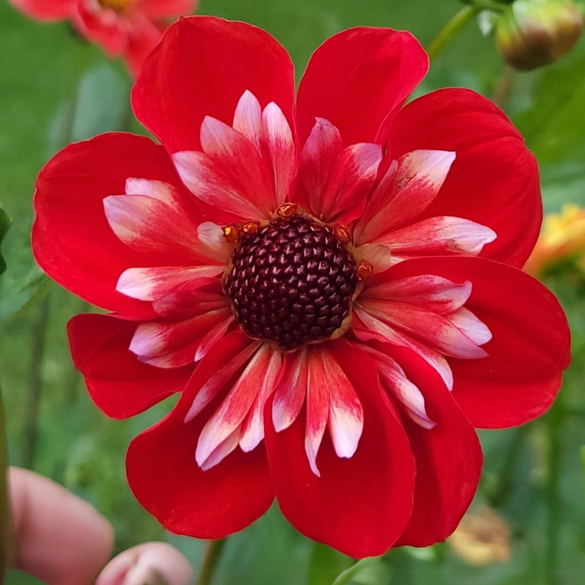 Angel Rowyn Dahlia Seeds - Colorful Garden Blooms, 40+ seeds