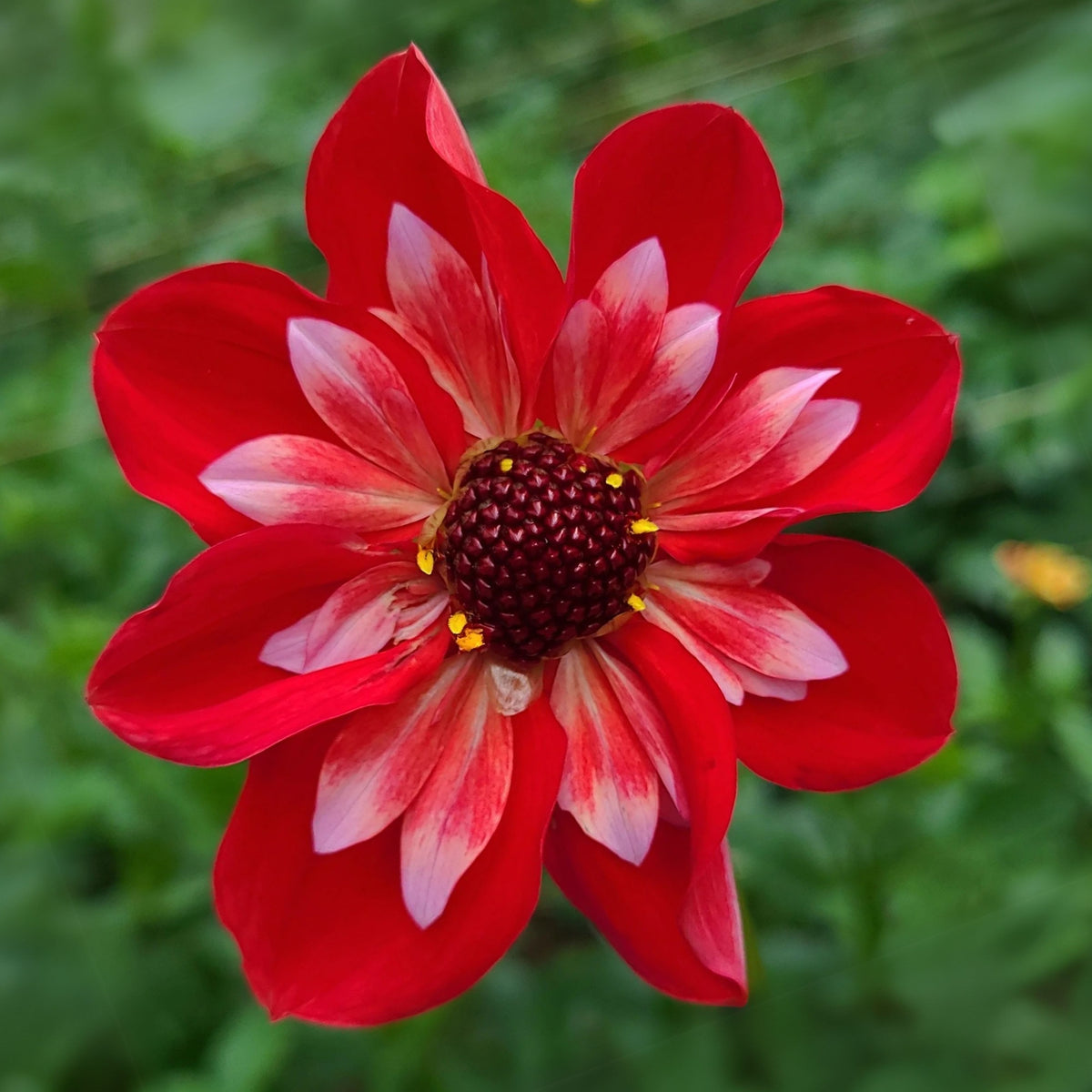 Angel Rowyn Dahlia Seeds - Colorful Garden Blooms, 40+ seeds