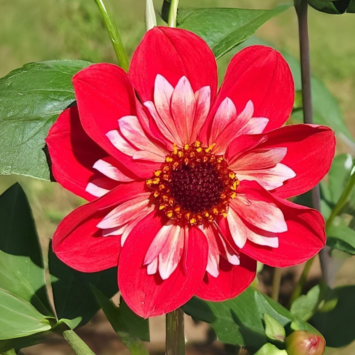 Angel Rowyn Dahlia Seeds - Colorful Garden Blooms, 40+ seeds