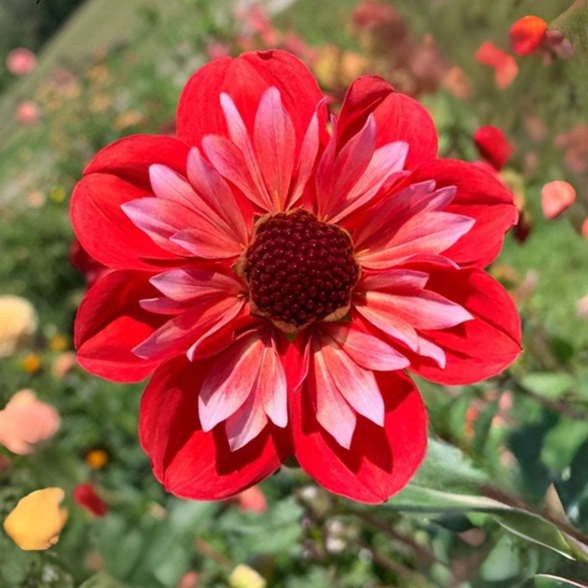 Angel Rowyn Dahlia Seeds - Colorful Garden Blooms, 40+ seeds