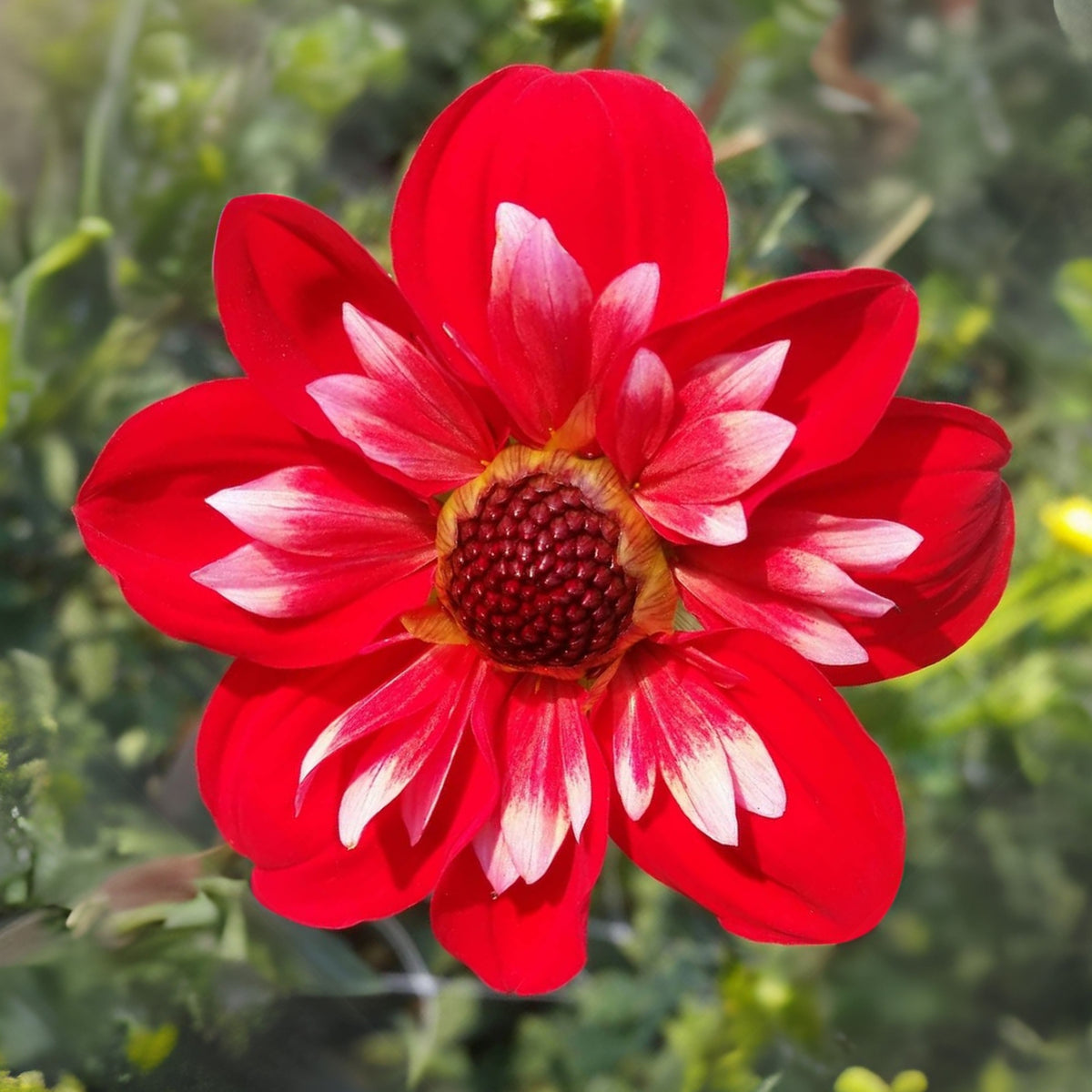 Angel Rowyn Dahlia Seeds - Colorful Garden Blooms, 40+ seeds