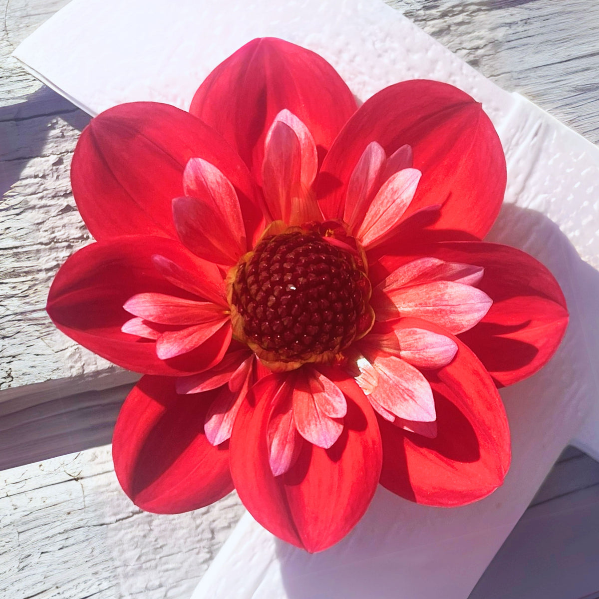 Angel Rowyn Dahlia Seeds - Colorful Garden Blooms, 40+ seeds