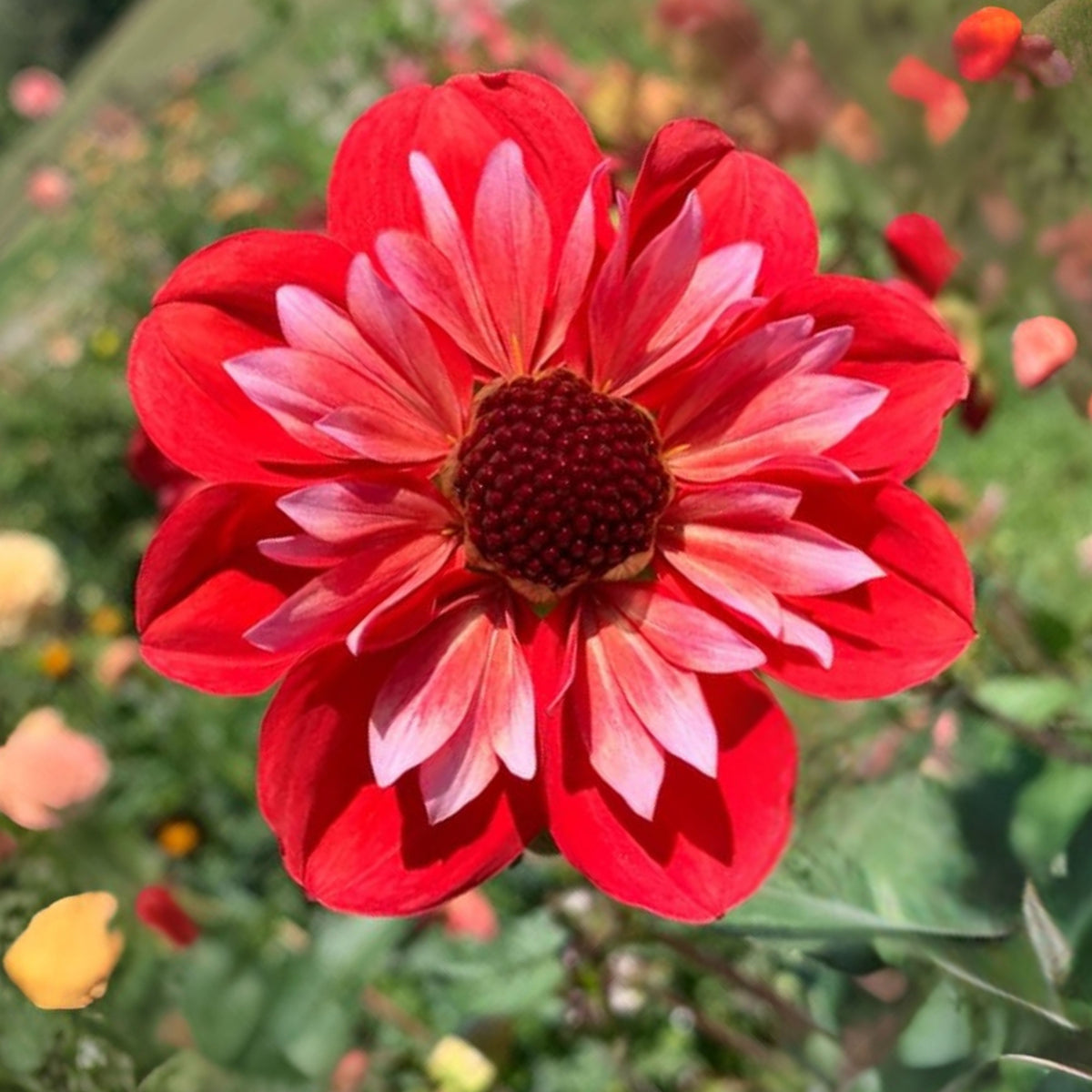 Angel Rowyn Dahlia Seeds - Colorful Garden Blooms, 40+ seeds