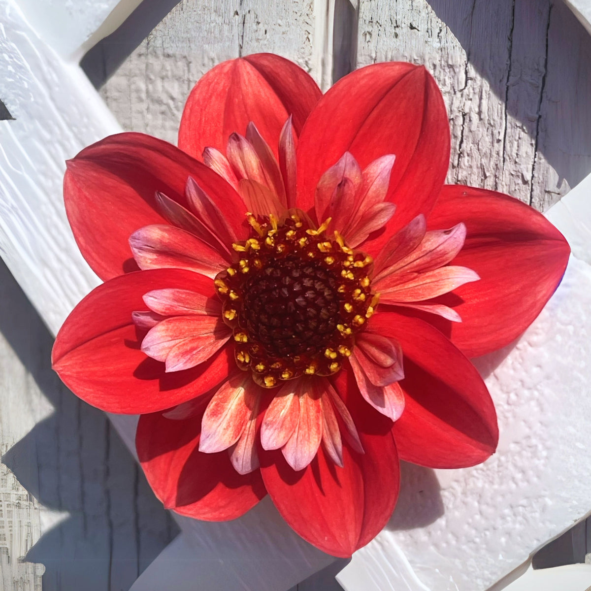 Angel Rowyn Dahlia Seeds - Colorful Garden Blooms, 40+ seeds