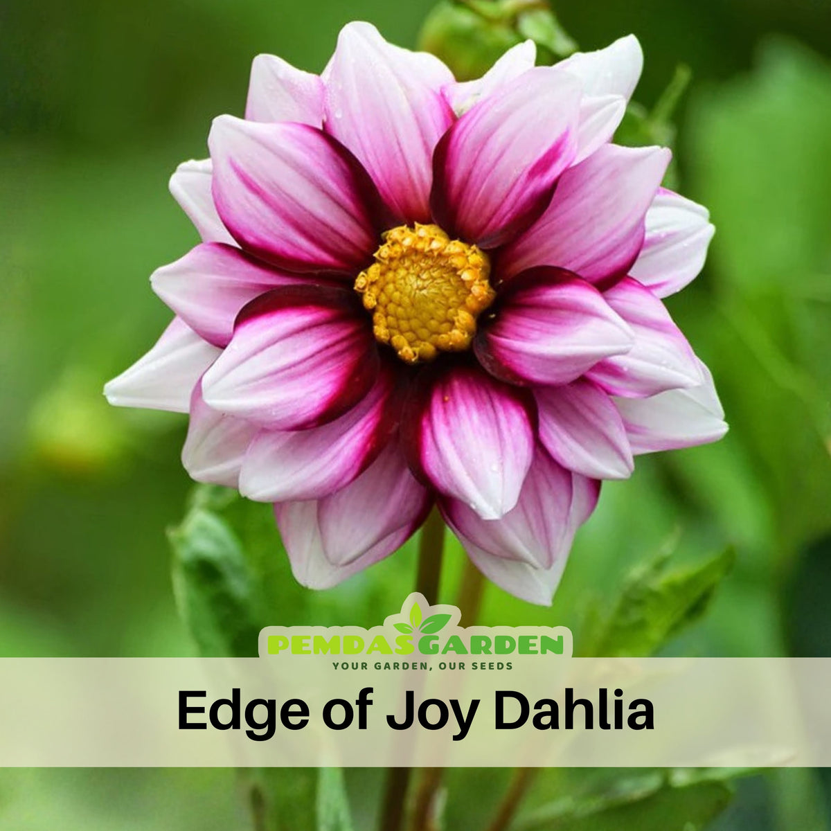 Edge of Joy Dahlia Perennial Seeds - Mixed Color Blooms, 40+ seeds