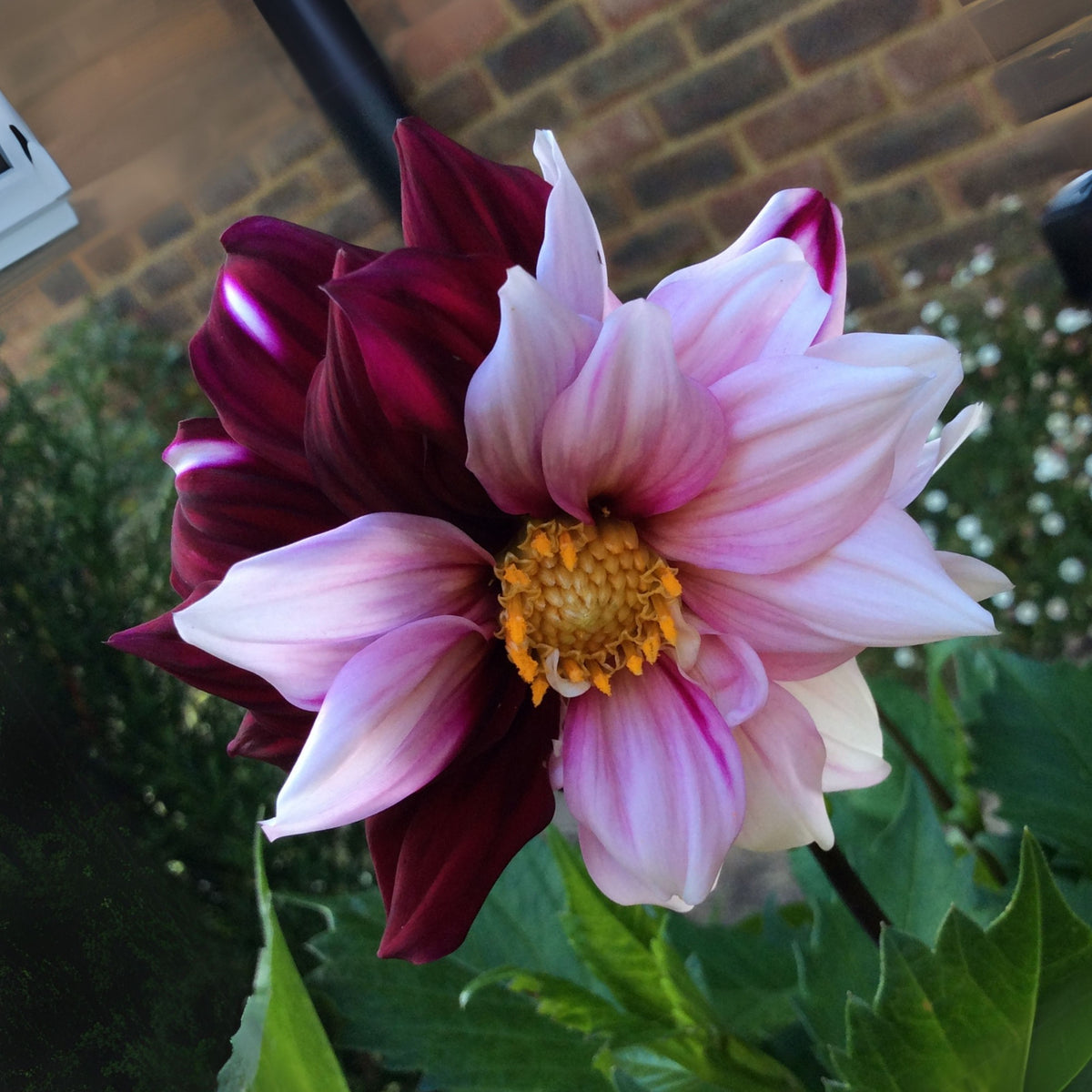Edge of Joy Dahlia Perennial Seeds - Mixed Color Blooms, 40+ seeds