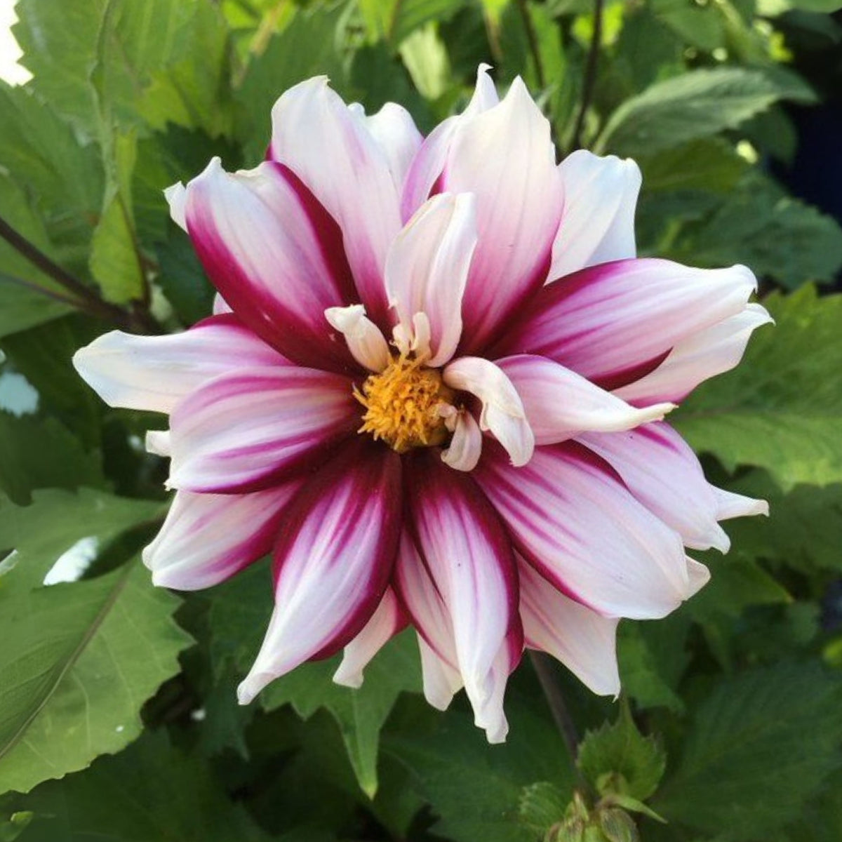 Edge of Joy Dahlia Perennial Seeds - Mixed Color Blooms, 40+ seeds